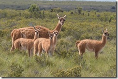 S&uuml;damerika 2024/25